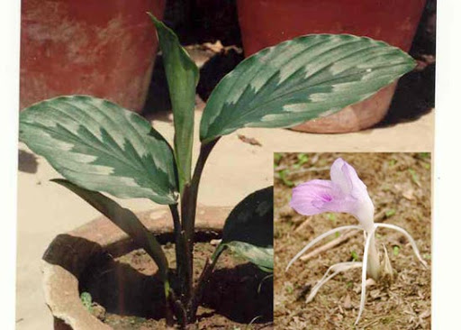 Cây Cẩm địa la.  Kaempferia rotunda L - Cây Thuốc Nam Quanh Ta